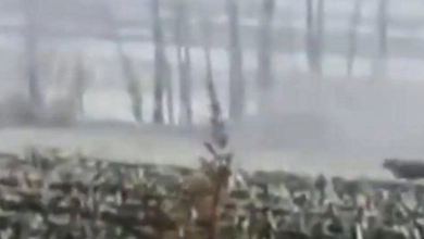 صورة فيديو الهجوم المرعب.. نمر ينقض على رجل ويحطم نافذة سيارة