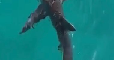 صورة سمكة قرش تهاجم فتاة 8 سنوات على شاطئ فى البرازيل وتلتهم ساقها